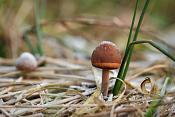 vlekplaat (panaeolus sp.) 12-2012 3371